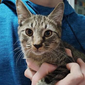Domestic Short Hair Cats Available for Adoption in Inman, South Carolina - Brock | PetCurious