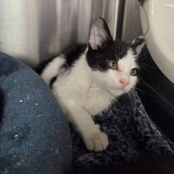 Neverland -  Domestic Short Hair Cat for Adoption in Spokane, Washington - Neverland | PetCurious