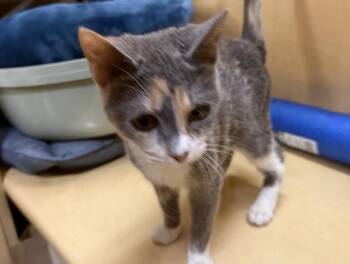 Domestic Short Hair and Calico Cats Available for Adoption - Ravioli 