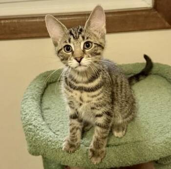 Bron -  Tabby and Domestic Short Hair Cat for Adoption in Vaughan, Ontario - Bron | PetCurious