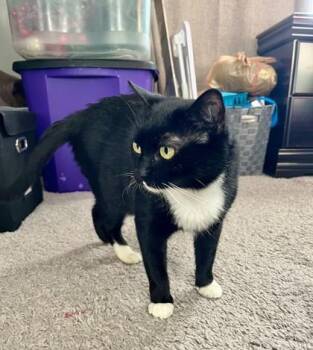 Domestic Short Hair Cats Available for Adoption in Wilmington Island, Georgia - Filomena | PetCurious