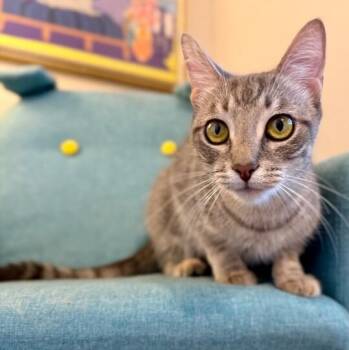 Clementine Cuddle Bug -  Tabby and Domestic Short Hair Cat for Adoption in Friendswood, Texas - Clementine Cuddle Bug | PetCurious