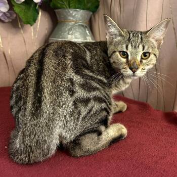 Reya -  Domestic Short Hair Cat for Adoption in Long Beach, Mississippi - Reya | PetCurious