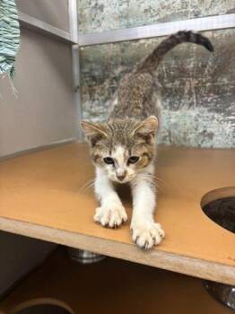 Slinky Dog -  Domestic Short Hair Cat for Adoption in Paducah, Kentucky - Slinky Dog | PetCurious