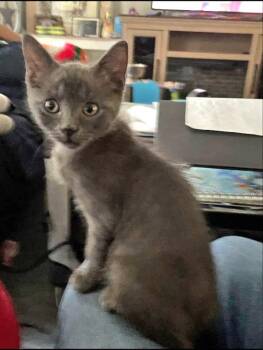 Concrete -  Domestic Medium Hair Cat for Adoption in Pineville, Louisiana - Concrete | PetCurious