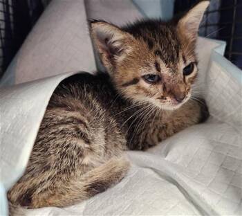 Domestic Short Hair Cats Available for Adoption in Fort Lauderdale, Florida - MISTY | PetCurious