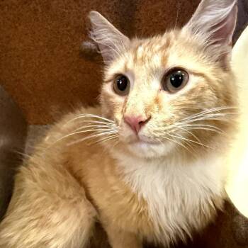 Garfield -  Domestic Medium Hair Cat Available for Adoption in Birmingham, Alabama - Garfield | PetCurious