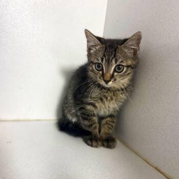 Take Me Out To Dinner -  Tabby Cat for Adoption in Columbia, South Carolina - Take Me Out To Dinner | PetCurious