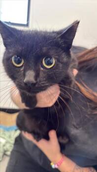 Rescue Domestic Short Hair Cats for Adoption in West Chester, Pennsylvania - Quebec | PetCurious