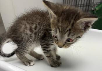 Kc58 -  Domestic Short Hair Cat for Adoption in Lawrenceville, Georgia - Kc58 | PetCurious