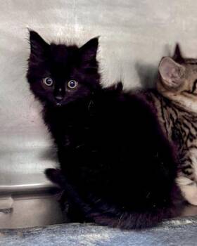 Callalily -  Domestic Short Hair Cat for Adoption in Watkinsville, Georgia - Callalily | PetCurious