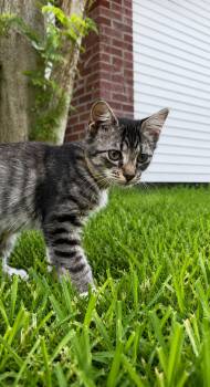 Indigo -  Domestic Medium Hair Cat for Adoption in Houston, Texas - Indigo | PetCurious