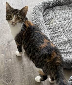Buttons -  Domestic Short Hair Cat Available for Adoption in Kirklin, Indiana - Buttons | PetCurious