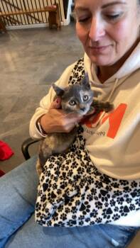 Rescue Domestic Short Hair Cats for Adoption in Philadelphia, Pennsylvania - Annie | PetCurious