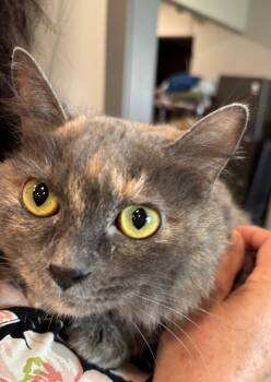 Eve -  Domestic Medium Hair Cat for Adoption in Raymond, Washington - Eve | PetCurious