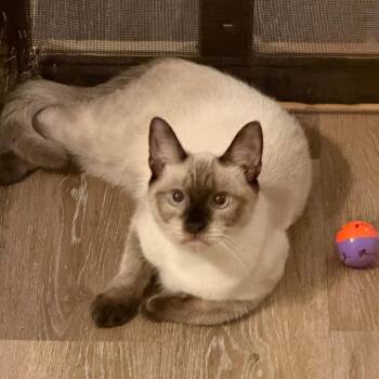 Domestic Short Hair and Siamese Cats Available for Adoption in Cumming, Georgia - Francis | PetCurious