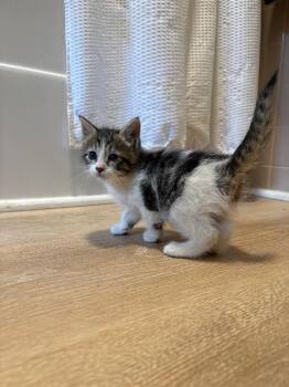 Trinket -  Domestic Short Hair Cat Available for Adoption in Warren, Pennsylvania - Trinket | PetCurious