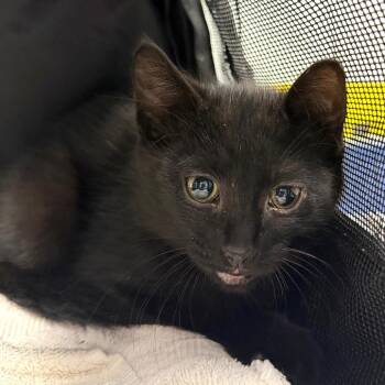 Forest -  Domestic Short Hair Cat Available for Adoption in Midland, Texas - Forest | PetCurious