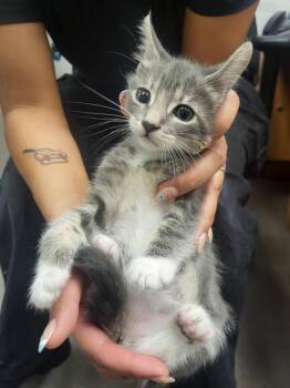 A141114 -  Domestic Short Hair Cat for Adoption in Burbank, California - A141114 | PetCurious
