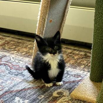 CT Italian BLT avail Jun 6 (Foster in Stafford, CT) -  Domestic Medium Hair Cat Available for Adoption in Eastford, Connecticut - CT Italian BLT Avail Jun 6 (Foster In Stafford, CT) | PetCurious