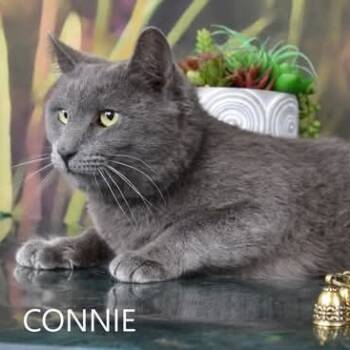 Rescue Domestic Short Hair Cats for Adoption in Kanab, Utah - Connie | PetCurious