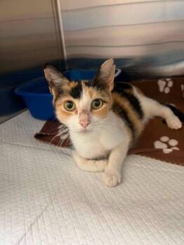 Amulet -  Domestic Short Hair Cat for Adoption in Morristown, Tennessee - Amulet | PetCurious