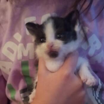 Pudding -  Domestic Short Hair Cat for Adoption in Parkersburg, West Virginia - Pudding | PetCurious