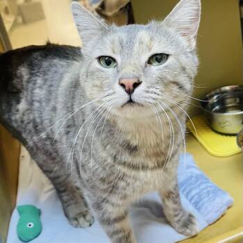 American Shorthair Cats Available for Adoption - Georgia Rose  | PetCurious