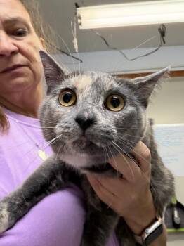 Domestic Short Hair Cats Available for Adoption in Algona, Iowa - JOCIE | PetCurious