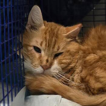Windsor -  Domestic Long Hair Cat for Adoption in Grantsville, Utah - Windsor | PetCurious