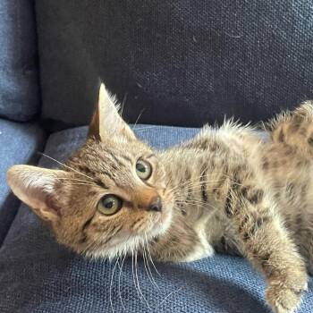 Love Joy Peace -  Domestic Short Hair Cat for Adoption in Fredericksburg, Virginia - Love Joy Peace | PetCurious