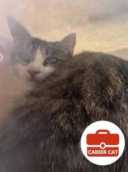 Juno -  Domestic Short Hair Cat Available for Adoption in Roseville, California - Juno | PetCurious