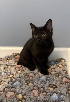 Simone -  Bombay and Manx Cat for Adoption in Georgetown, Kentucky - Simone | PetCurious