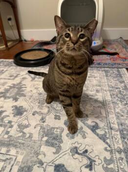 Tabby Cats Available for Adoption in San Antonio, Texas - Zaddy | PetCurious