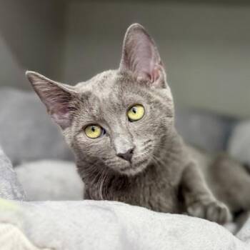 Knuckles -  Domestic Short Hair Cat for Adoption in Atlanta, Georgia - Knuckles | PetCurious