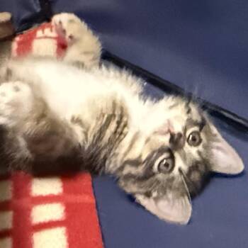 Domestic Medium Hair Cats Available for Adoption in Lewisville, Texas - Scout (RW#6) | PetCurious
