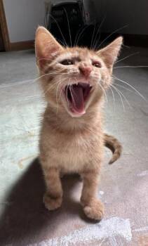 GUMDROP -  Domestic Medium Hair Cat for Adoption in Broomfield, Colorado - GUMDROP | PetCurious