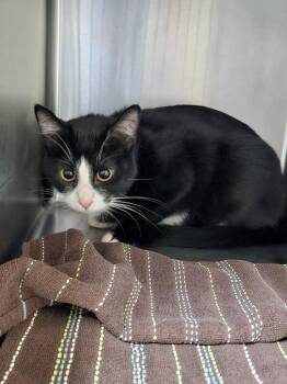 Domestic Short Hair Cats Available for Adoption in Coupeville, Washington - Jill Meowentine | PetCurious