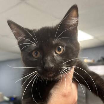 Fiona -  Domestic Short Hair Cat for Adoption in Saint Joseph, Missouri - Fiona | PetCurious