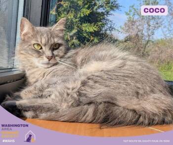 Domestic Long Hair Cats Available for Adoption in Eighty Four, Pennsylvania - Coco | PetCurious