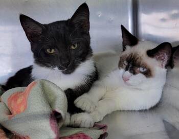 Rescue Domestic Short Hair Cats for Adoption in Marietta, Ohio - Hammy & RJ (Neutered/Spayed) (Bonded Pair) | PetCurious