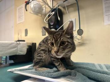 Domestic Short Hair Cats Available for Adoption - A527501 | PetCurious