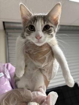 Domestic Short Hair Cats Available for Adoption in San Antonio, Texas - Julia | PetCurious