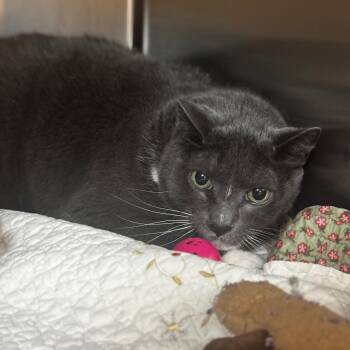 Domestic Short Hair Cats Available for Adoption in Shinnston, West Virginia - Zero | PetCurious