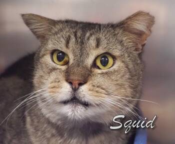 Rescue Domestic Short Hair Cats for Adoption in Middle Township, New Jersey - Squid | PetCurious
