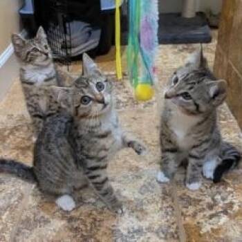 Spice Kittens -  Domestic Short Hair Cat Available for Adoption in Cape Saint Claire, Maryland - Spice Kittens | PetCurious