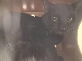 Domestic Short Hair Cats Available for Adoption - PABLO | PetCurious