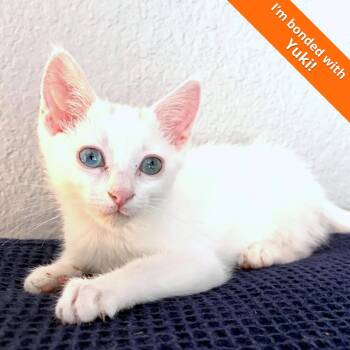 Mochi -  Domestic Short Hair Cat for Adoption in Pleasant Hill, California - Mochi | PetCurious