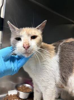 BATHSHEBA -  Domestic Short Hair Cat for Adoption in San Antonio, Texas - BATHSHEBA | PetCurious