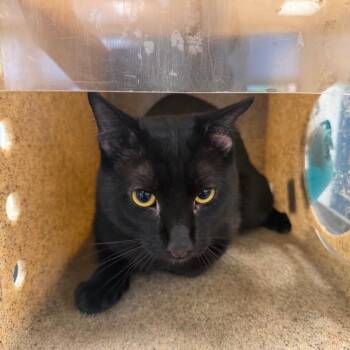 Coffee -  Domestic Short Hair Cat for Adoption in Philadelphia, Pennsylvania - Coffee | PetCurious